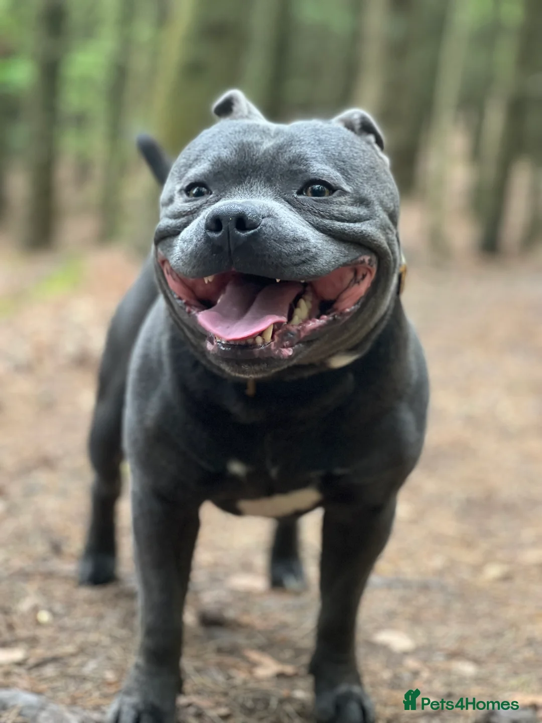 Staffordshire Bull Terrier dogs for stud: Proven KC Blue Boy For Stud in Whitley Bay - Advert 10