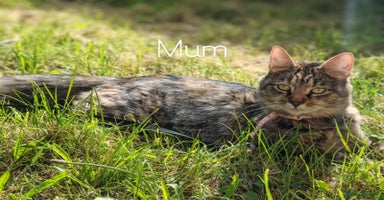 Maine Coon cats - Advert 16