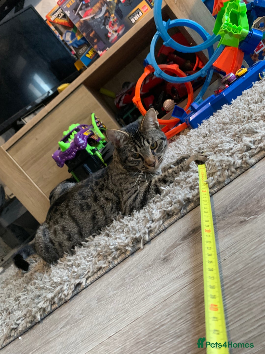 Savannah cats for sale: Tobias  - Advert 12