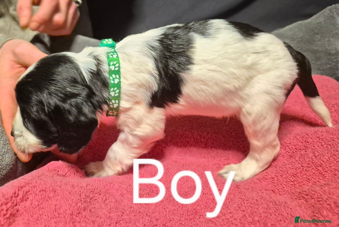 Mixed Breed dogs for sale: Sproker spaniel cross Cavalier King Charles  - Advert 6