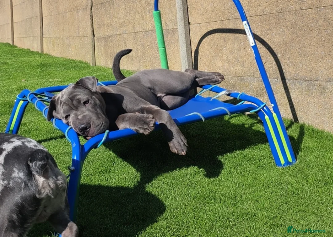 Mixed Breed dogs for sale: Beautiful girl for rehoming - Advert 1