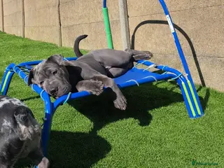 Mixed Breed dogs Beautiful girl for rehoming - Advert 2