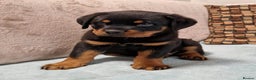 Rottweiler dogs for sale: 🥰 Beautiful Rottweiler Puppies 🐶  - Advert 7