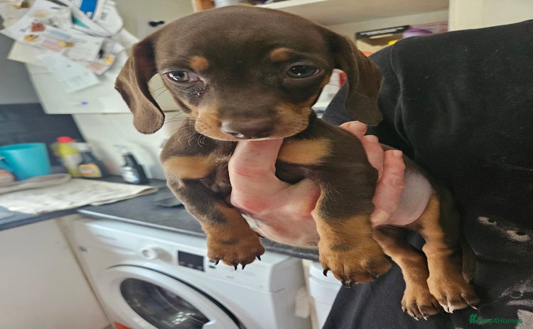 Mixed Breed dogs - Advert 1