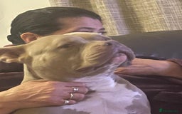 Staffordshire Bull Terrier dogs for sale: Kushi  - Image 3