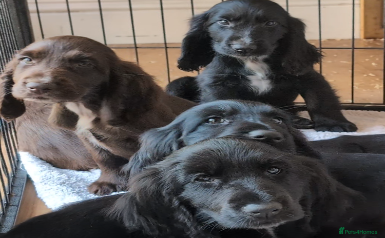 Field Spaniel dogs - Advert 1