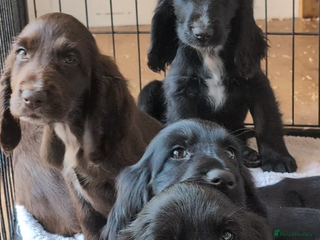 Field Spaniel dogs - Advert 1