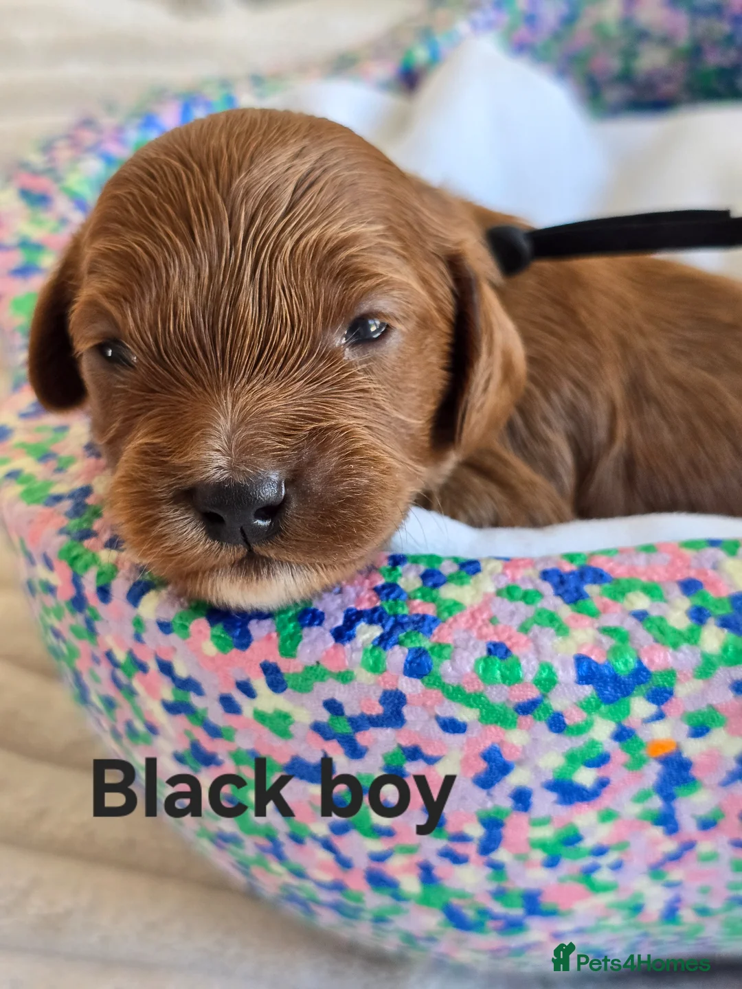 Cavapoo dogs for sale: 🐕Miniature Cavapoo F1b🐕 DNA tested - Advert 1