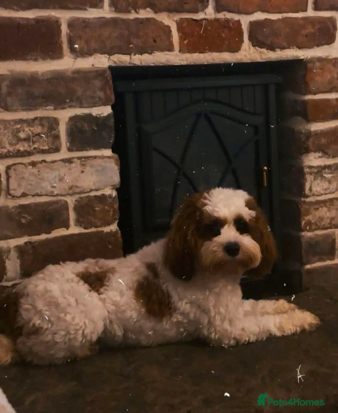 Cavapoo dogs for sale: Cavapoo Female  - Advert 5