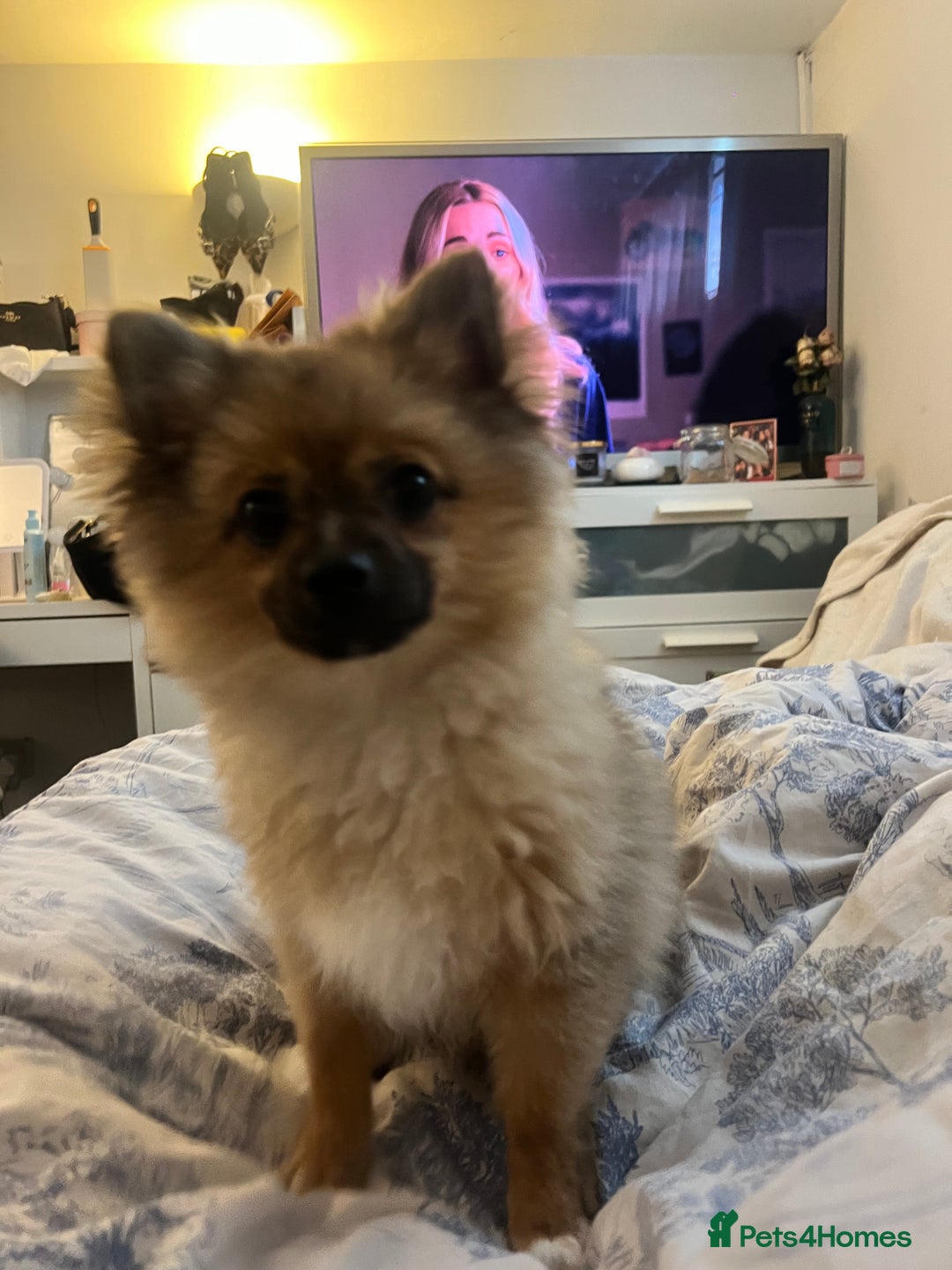 Pomchi dogs for sale: 8 month old man pomchi - Image 5