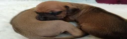 Rhodesian Ridgeback dogs for sale: Pedigree Rhodesian Ridgeback puppies.  in York - Advert 3