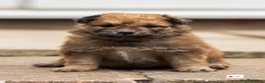 Mixed Breed Puppy 2