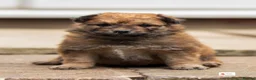 Mixed Breed dogs for sale: Italian Volpino puppies 🦊 - Advert 9