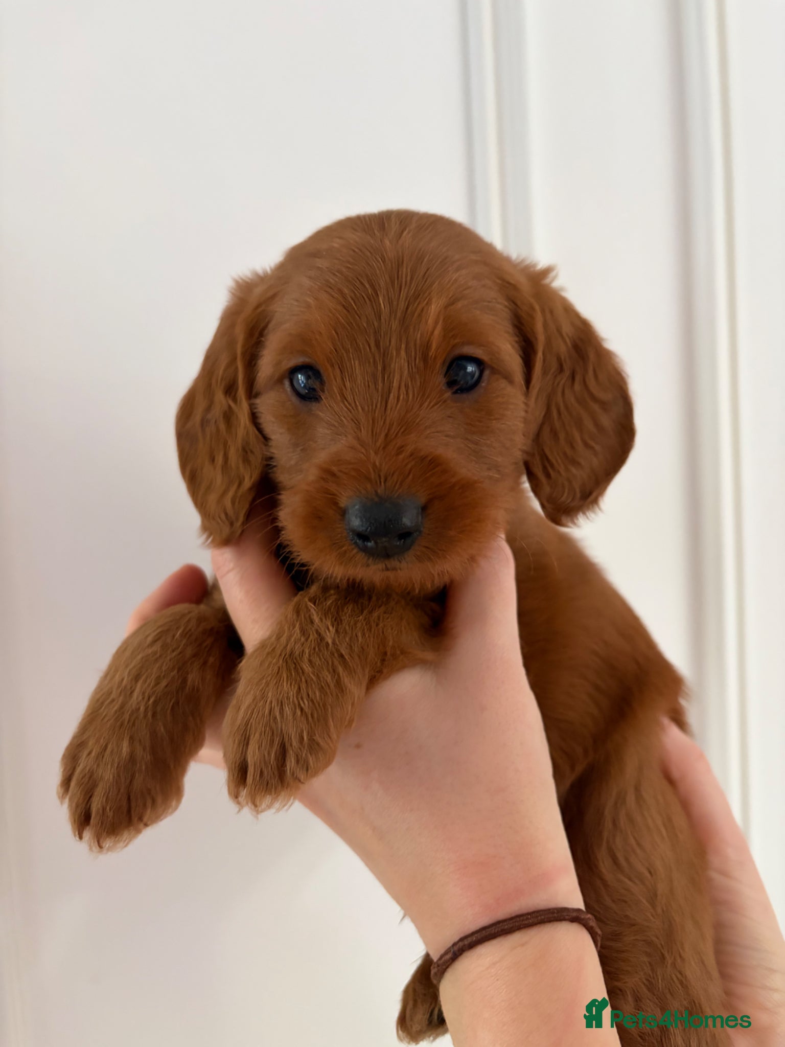 Labradoodle dogs Gorgeous Fox Red Miniature Labradoodle F1b Puppies - Advert 2