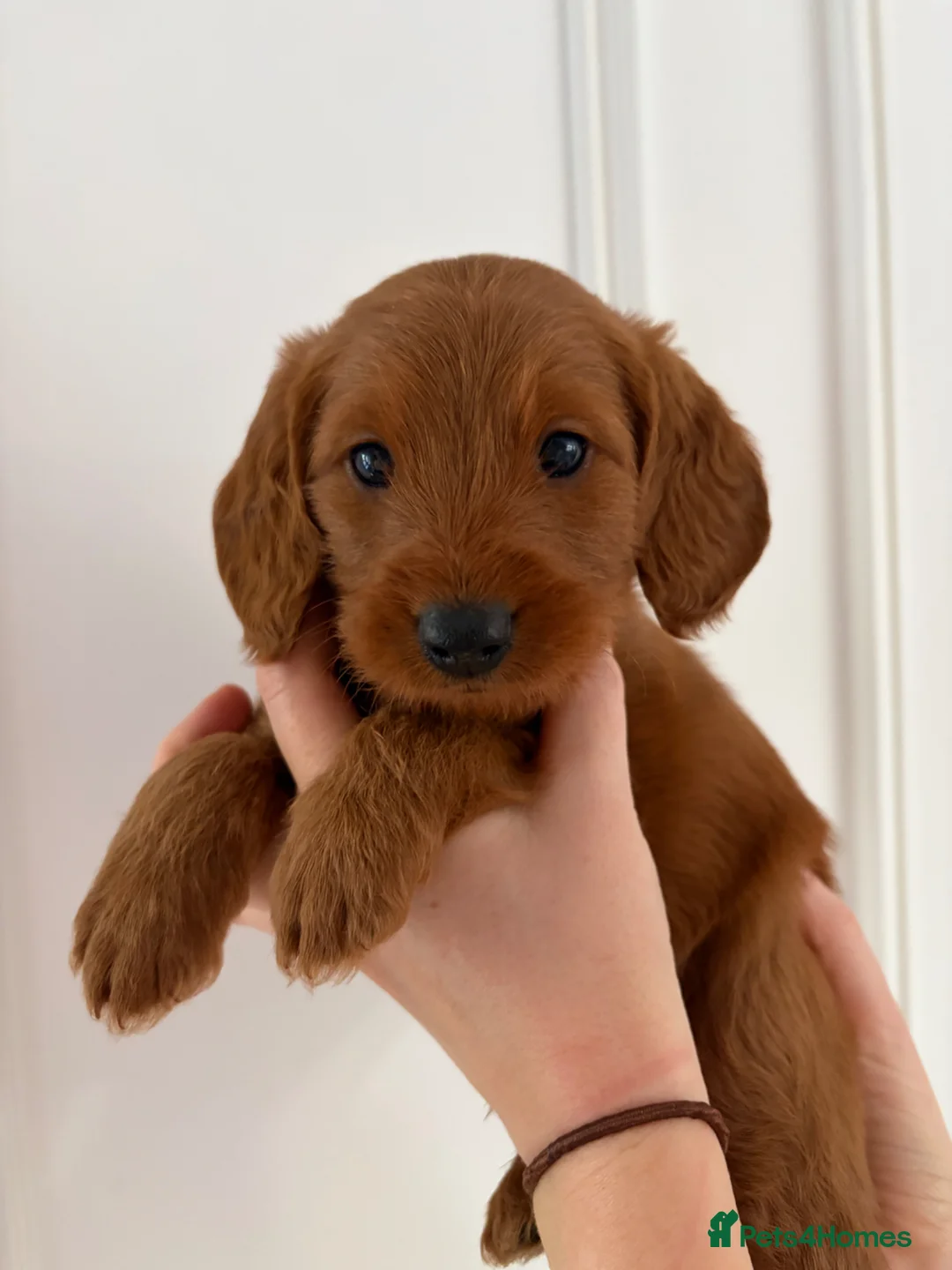 Labradoodle dogs for sale: Gorgeous Fox Red Miniature Labradoodle F1b Puppies in Dorchester - Advert 2