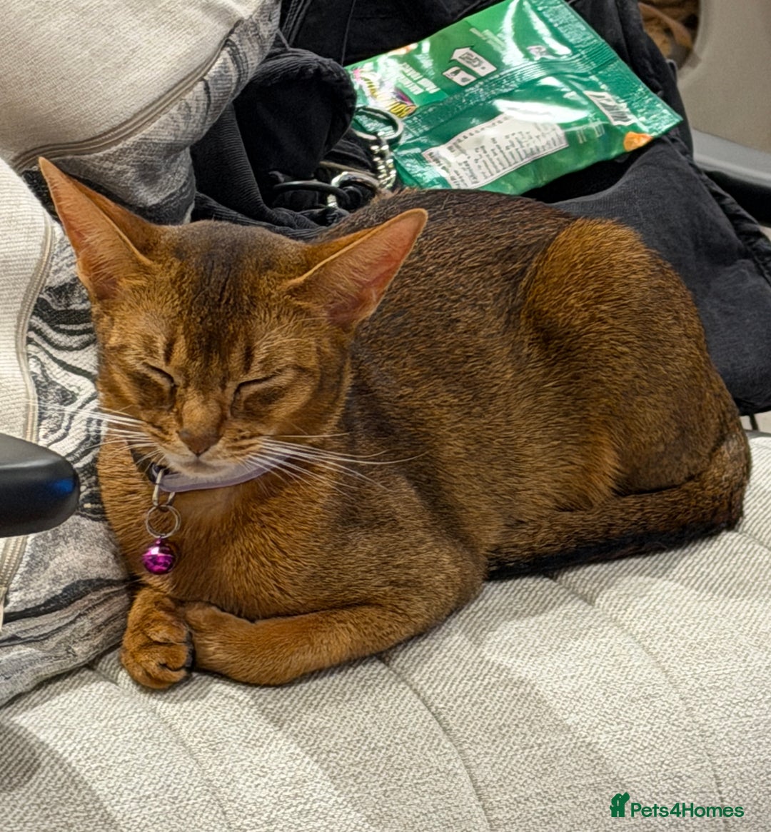 Abyssinian cats for sale: Tanny – 1.5-Year-Old Abyssinian Cat - Advert 2
