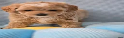 Maltipoo dogs for sale:  Beautiful  maltipoo  - Advert 6