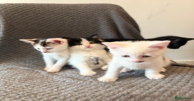 Mixed Breed cats - Advert 7