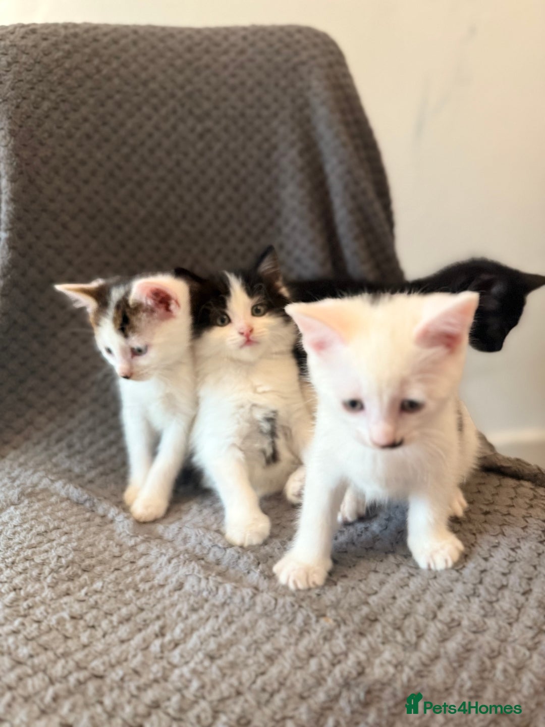 Mixed Breed cats for sale: very friendly kittens looking for a new home - Image 3