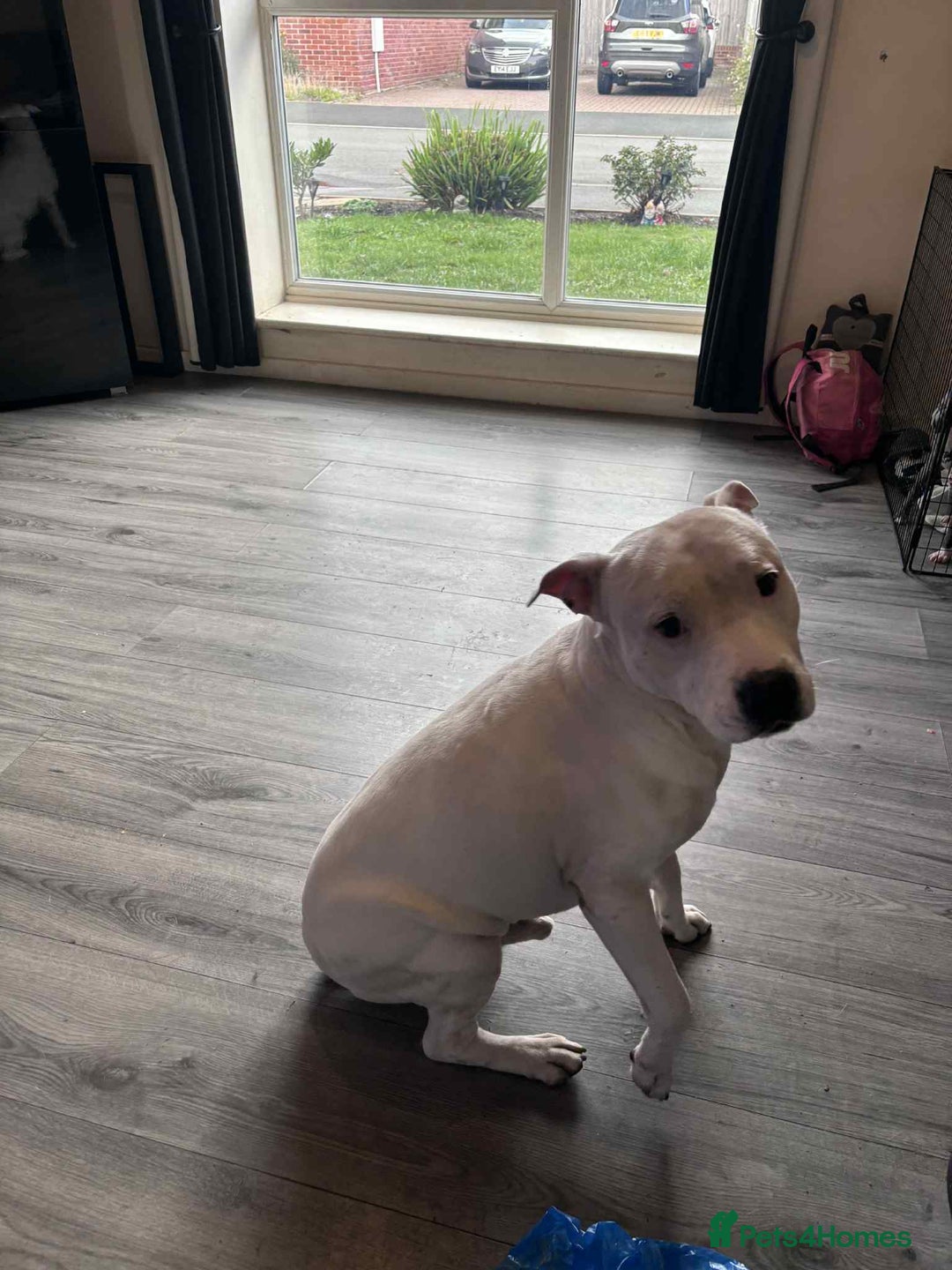 Staffordshire Bull Terrier dogs for sale: Blue staffy pups - Image 7