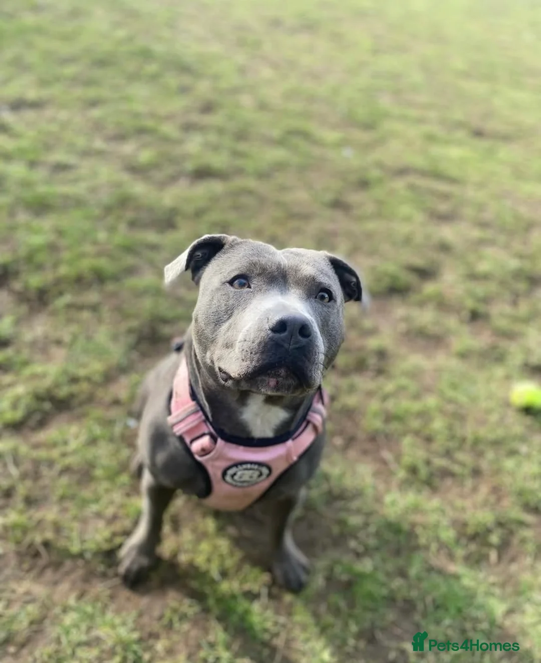 Staffordshire Bull Terrier dogs for sale: 🏆 CHAMPION BLUE BITCH READY TO LEAVE 🏆 - Advert 3