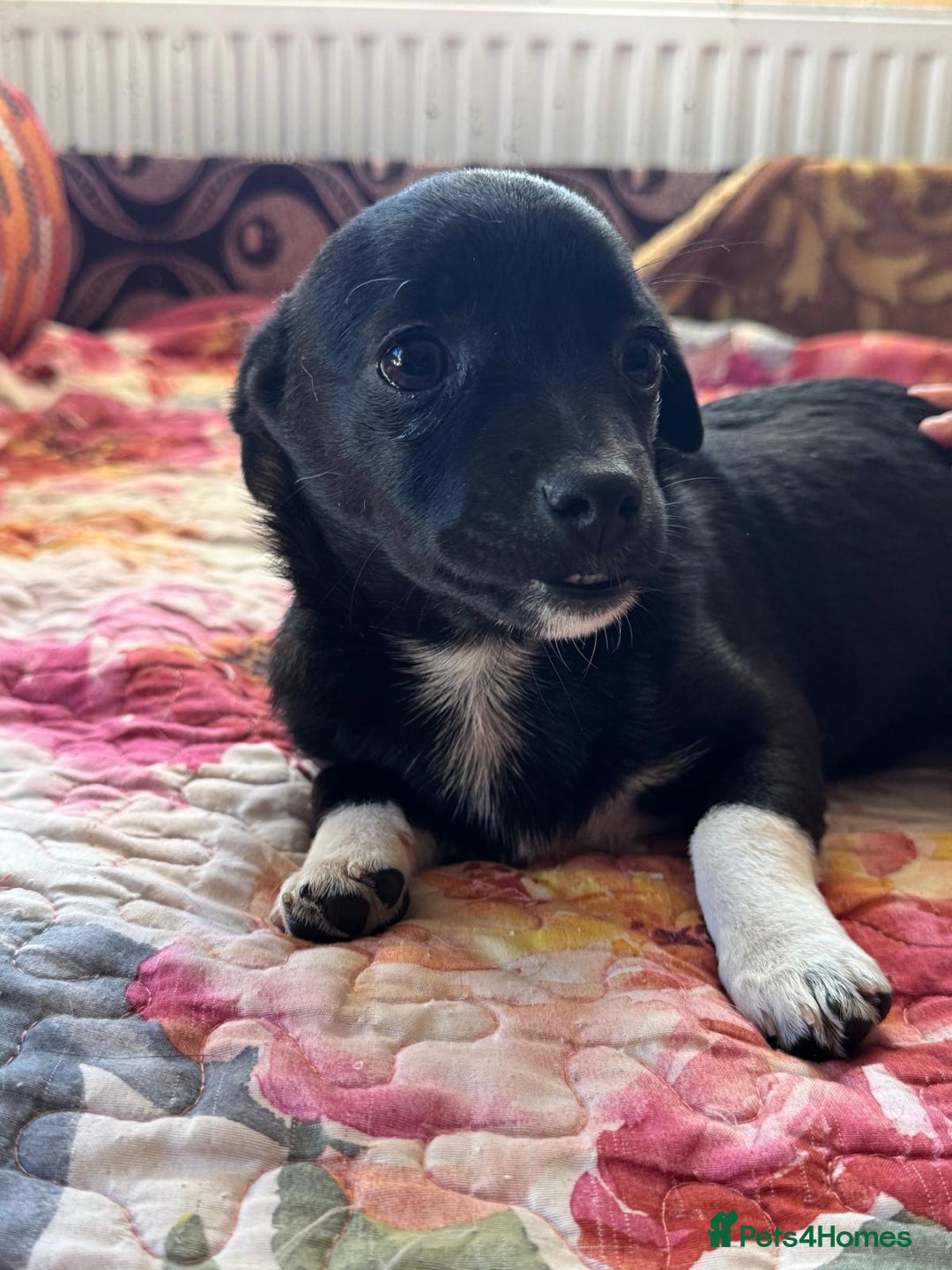 Mixed Breed dogs for adoption: FLORA - a Lovely tiny puppy girl for a Loving Home - Advert 10