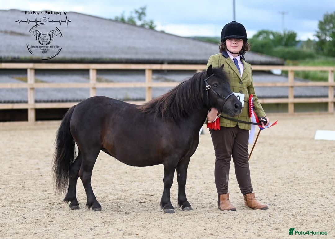 Shetland pony horses Stunning registered standard Shetland mare - Advert 12