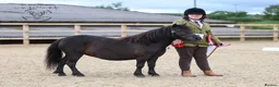 Shetland pony horses for sale: Stunning registered standard Shetland mare - Advert 1