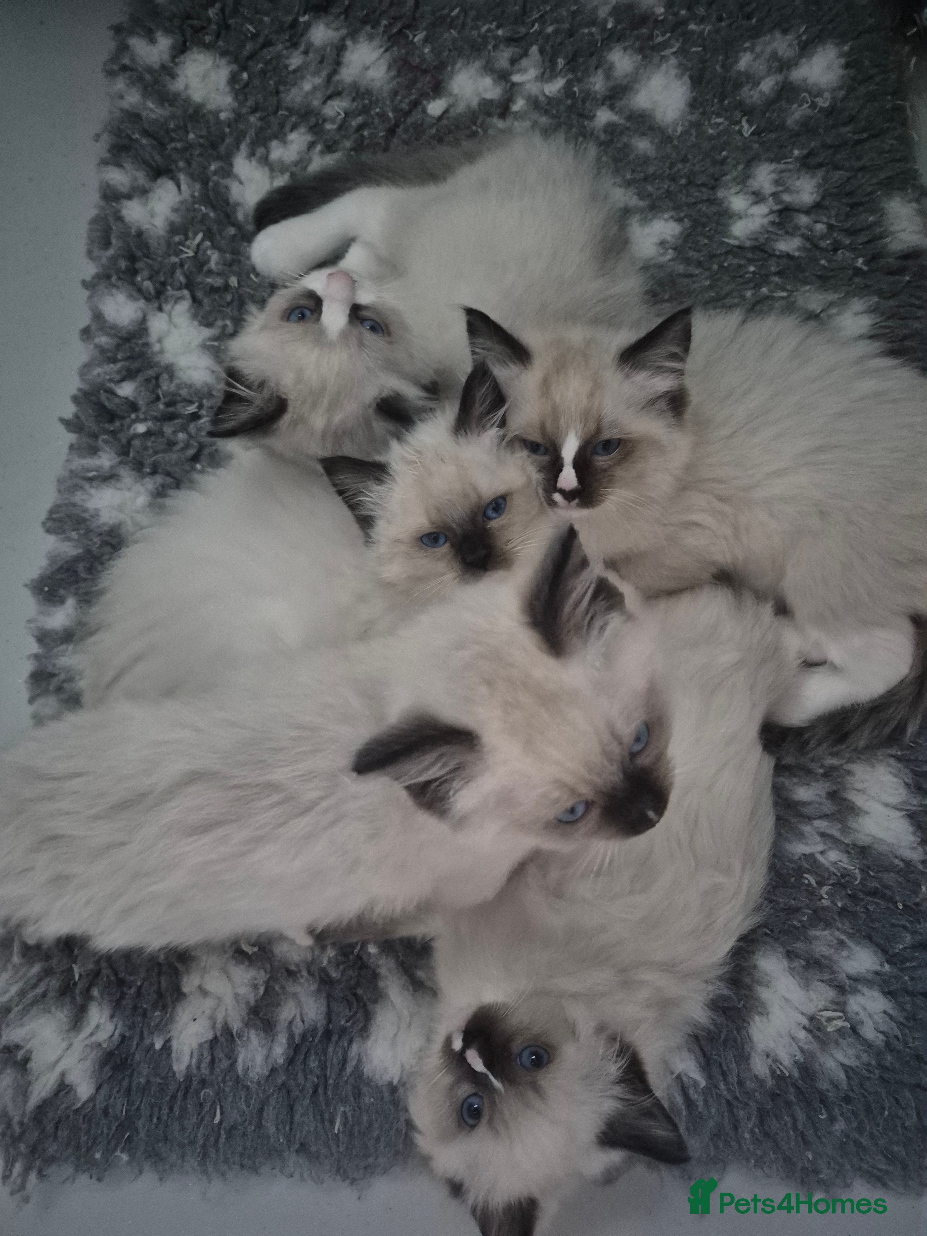 Ragdoll cats GCCF Reg. Ragdoll kittens Champion lines - Advert 2