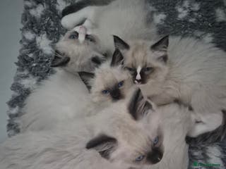 Ragdoll cats GCCF Reg. Ragdoll kittens Champion lines - Advert 1