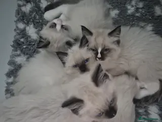 Ragdoll cats GCCF Reg. Ragdoll kittens Champion lines - Advert 7