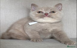 British Shorthair cats for sale: Lovely BSH  - Image 18