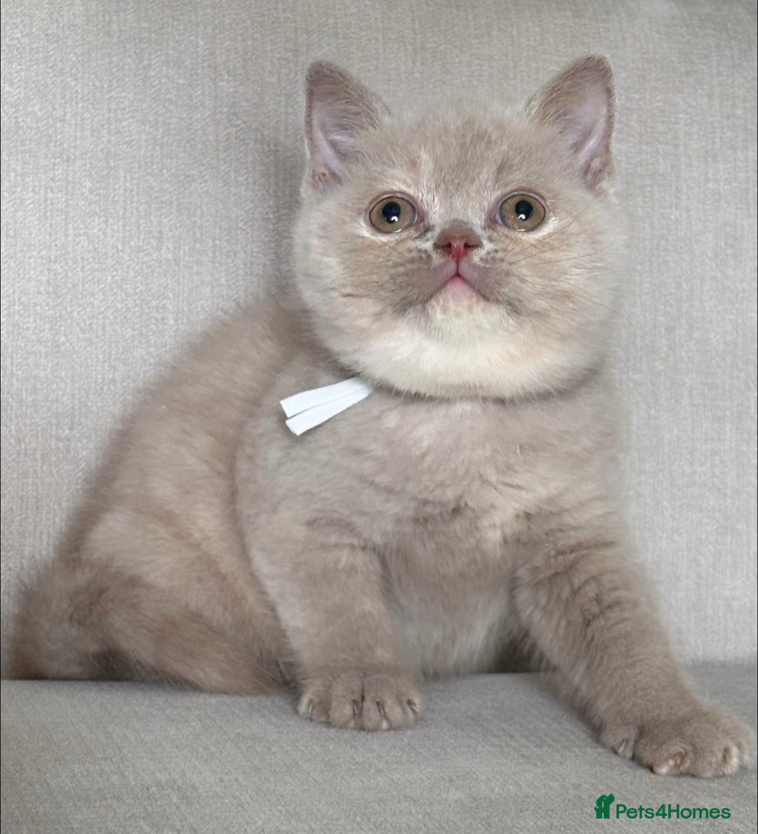 British Shorthair cats for sale: Lovely BSH  - Image 18