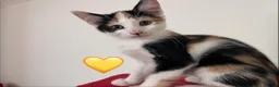Mixed Breed cats for sale: 😻💚🩵💙🧡💛😻 - Advert 4