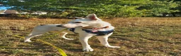 Border Collie dogs for adoption: Blue - Collie for Adoption in Bristol - Advert 6