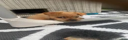 Mixed Breed dogs for sale: Jack Russell cross Yorkie cross Chihuahua  in Pontypool - Advert 8