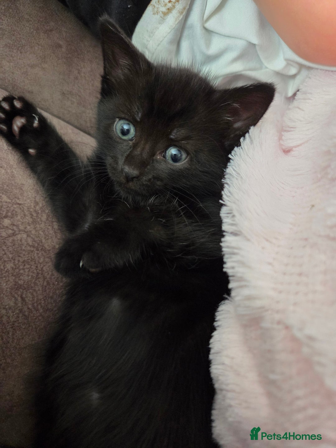 Mixed Breed cats for sale: Cute quiet little girl - Image 2