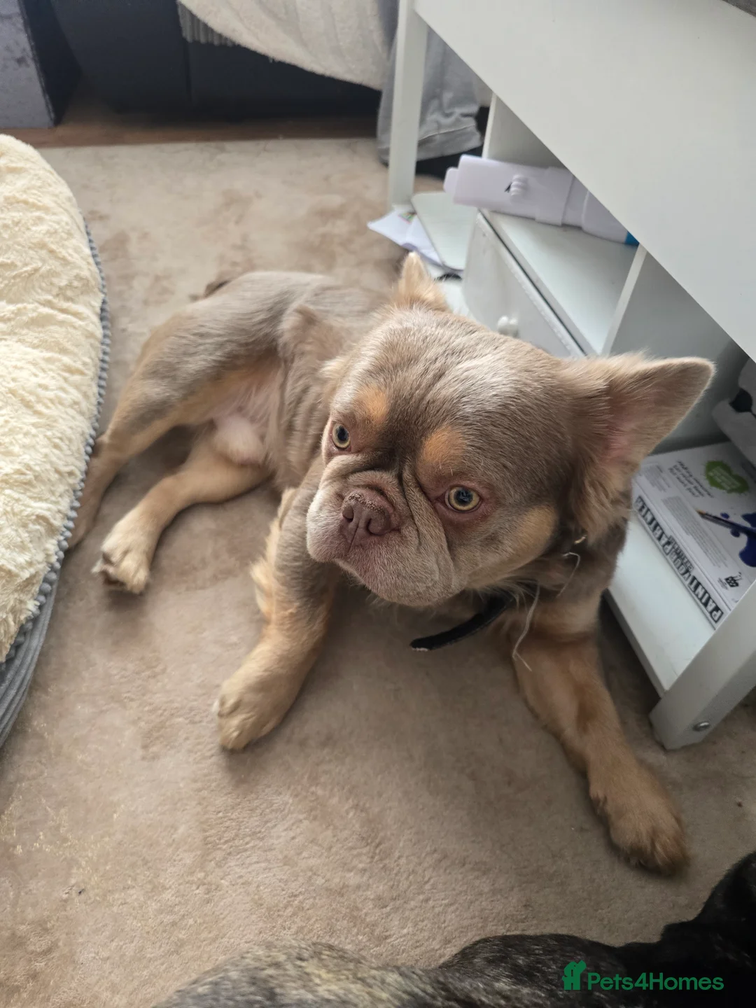 French Bulldog dogs for sale: Fluffy Frenchie  - Advert 5