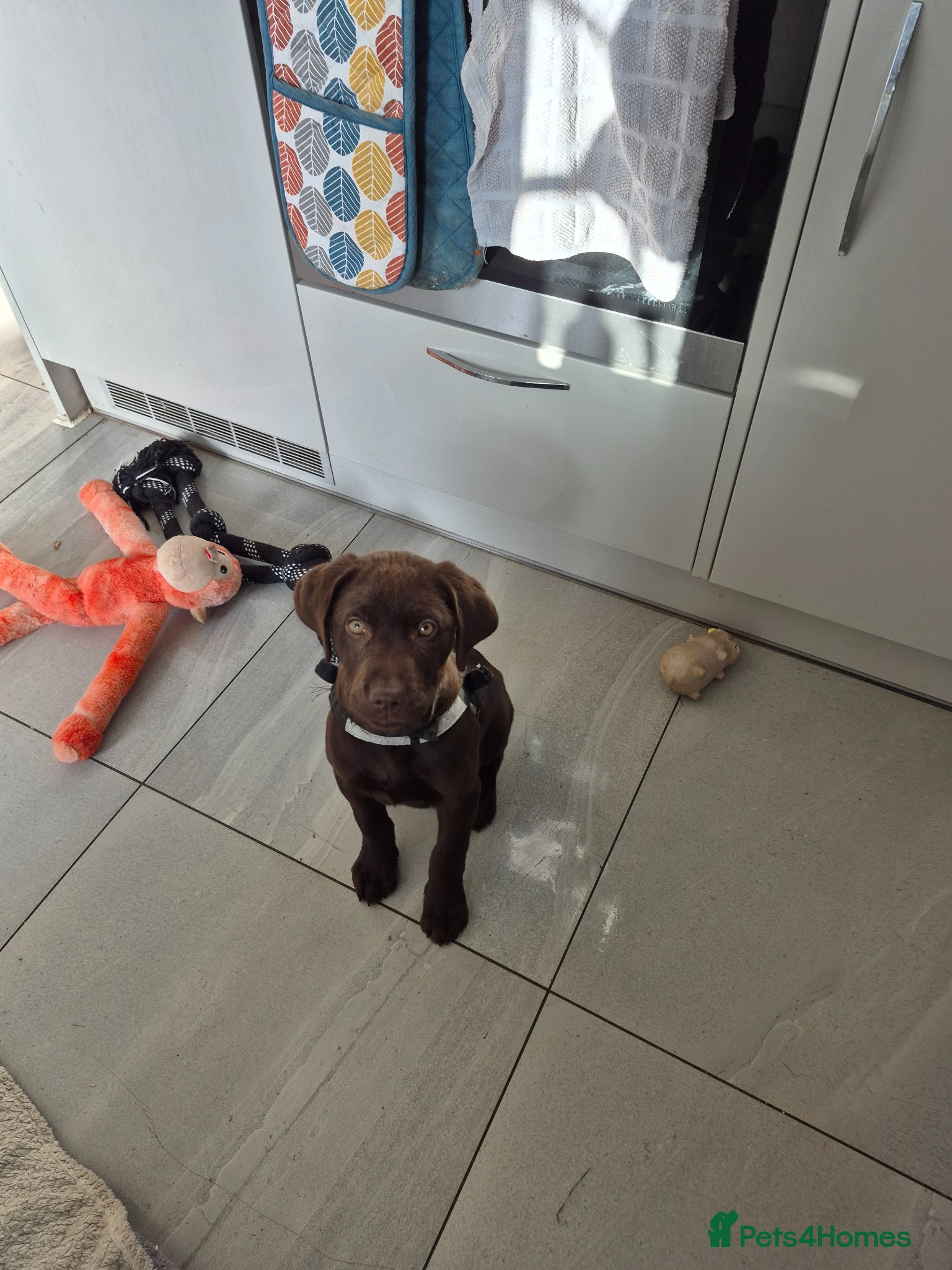 Labrador Retriever dogs Choc Lab Ready For a Forever Home - Advert 1