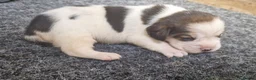 Beagle dogs for sale: 1 beagle puppie available  - Advert 4