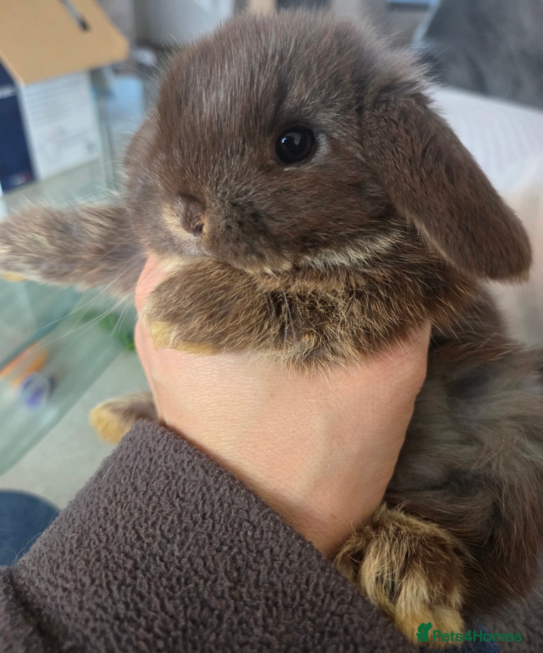 Mini Lop rabbits for sale: 4 Beautiful Mini Lops for sale - Advert 1