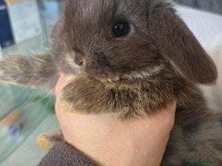 Mini Lop rabbits 4 Beautiful Mini Lops for sale - Advert 3