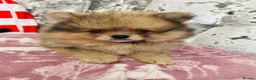 Pomeranian dogs for sale: Pomeranians puppy’s  - Advert 5