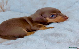 Dachshund dogs for sale: Dachshund  - Image 7