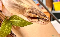 Python Snake reptiles for sale: Royal pythons looking for new home - Image 11