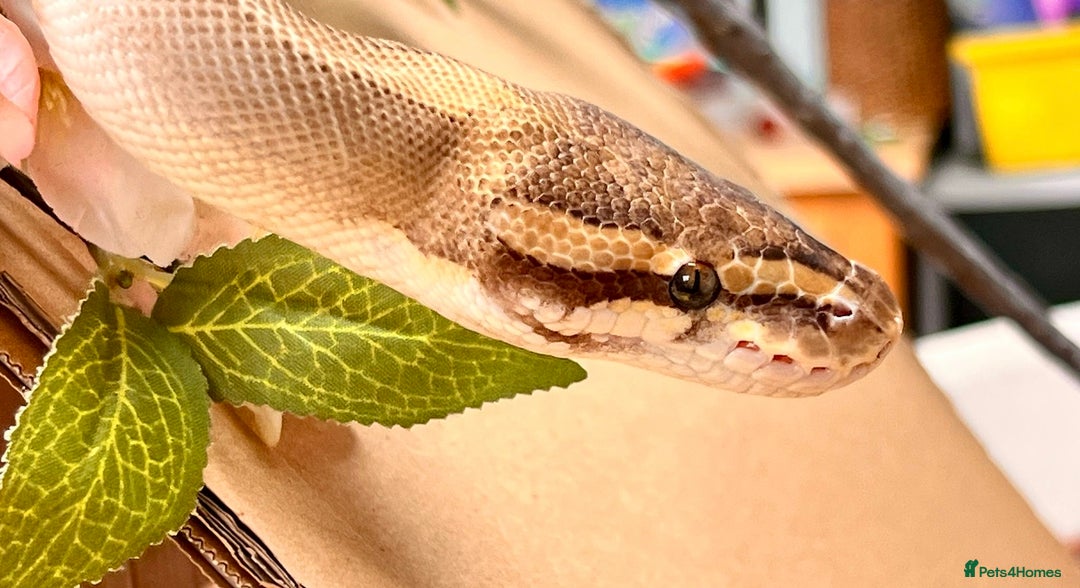 Python Snake reptiles for sale: Royal pythons looking for new home - Image 11