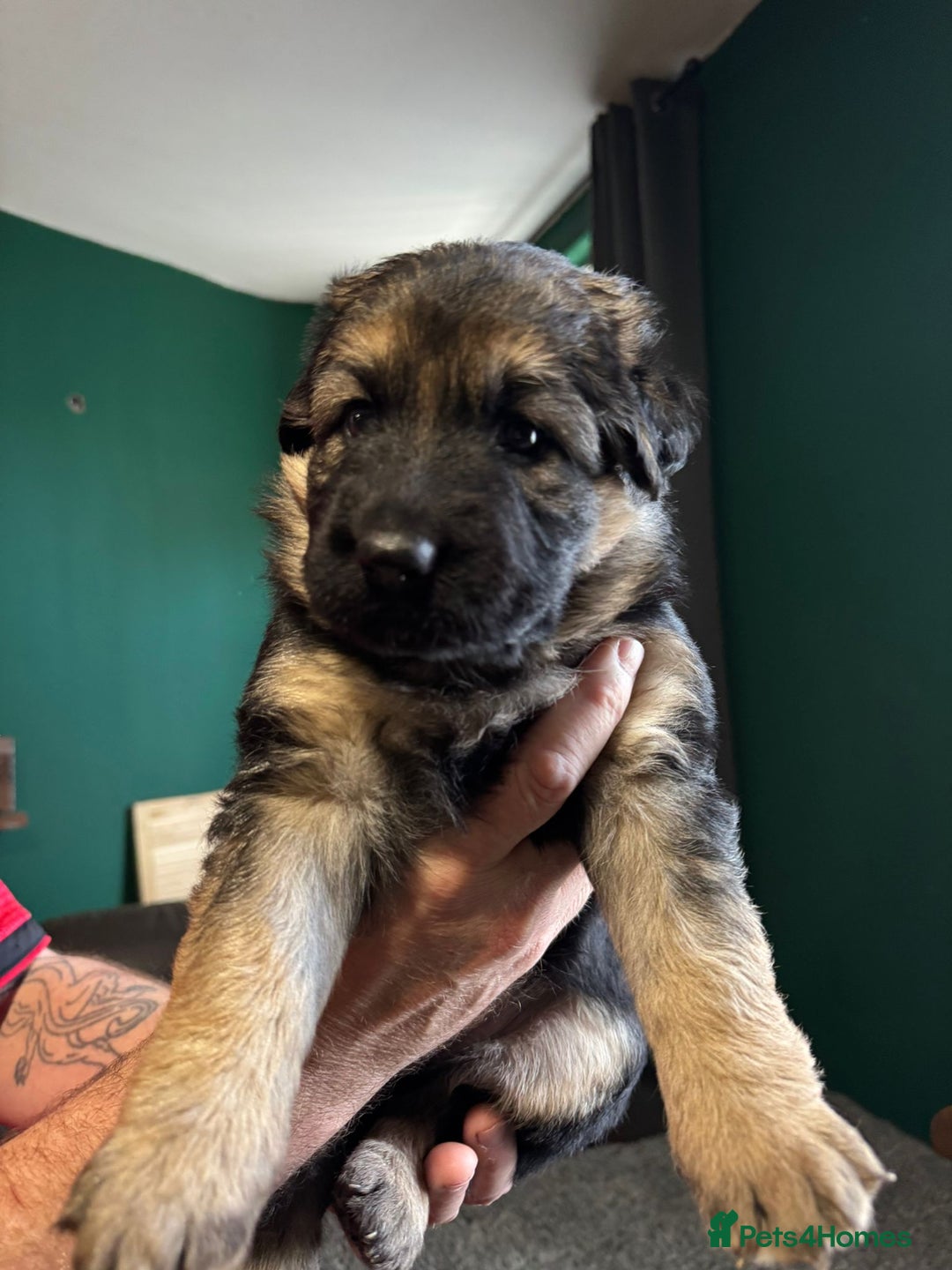 German Shepherd dogs for sale: German Shepherd Litter - Image 11