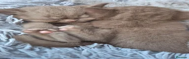 British Shorthair 4