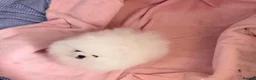 Pomeranian dogs for sale: Amazing pure white KC puppies looking for lovely🏠 - Advert 4