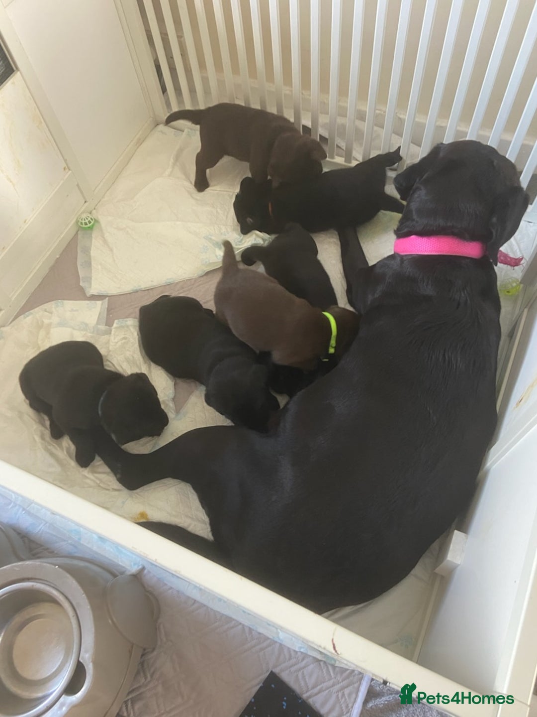 Labrador Retriever dogs for sale: Two Beautiful show Labrador Boys - Advert 1